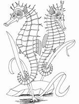 Seepferdchen Bestcoloringpagesforkids Malvorlage Hippocampe Seahorse Worksheets Dover Seahorses Dxf Coloriages Doverpublications sketch template