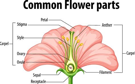 diagram  flower anatomy home alqu