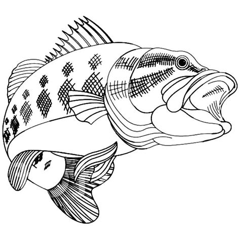 bass fish coloring pages  place  color
