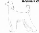 Afghan Hound Drawing Draw Lines Erase Smooth Necessary Unnecessary Clear Need Which Just Make sketch template