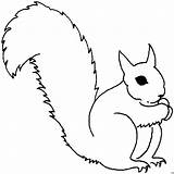 Squirrel Ardillas Eichhoernchen Nuss Isst Tiere Designlooter Malvorlage Herunterladen Dieses Malvorlagen sketch template