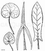 Blattformen Quagga Pflanzenteile sketch template