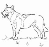 Dog Australian Cattle Coloring Pages Supercoloring sketch template