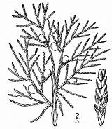 Cedar Drawing Tree Collaboration 4b Clipartmag Juniperus Virginiana sketch template