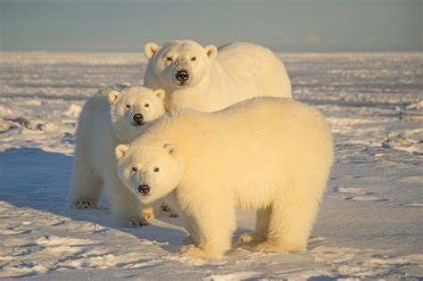 scientists warn polar bear encounters   rise  alaska