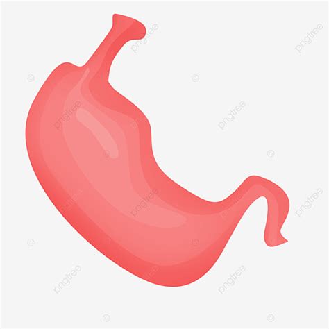 gambar ilustrasi jeroan gastrointestinal  sehat organ manusia