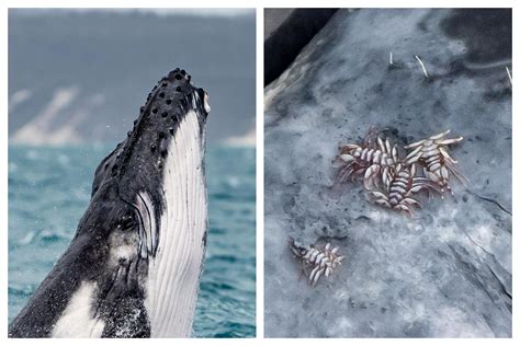 stomach churning  show   whale lice feasting   humpback