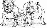 Coloring Pages Family Bulldog Boxer Dog Color sketch template