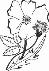 Cherokee Rose Getdrawings Drawing sketch template