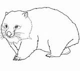 Wombat Coloring Pages Printable Color Drawing Categories Crafts Dot Supercoloring sketch template
