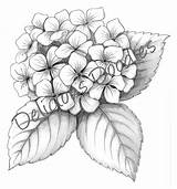 Hydrangea Tattoo Coloring Sketch Drawing Flower Drawn Blue Tattoos рисунки Para Sketches гортензии Pages Getdrawings Printable Getcolorings Designs ботанические татуировки sketch template