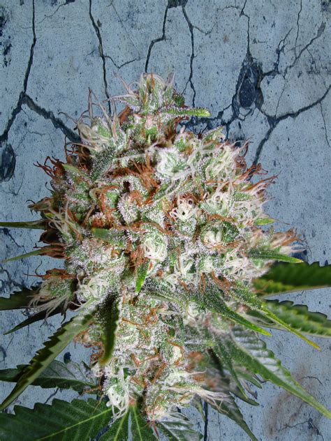 big bud xxl strain ministry  cannabis cannapedia