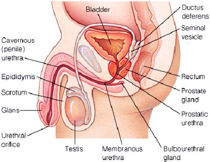 Men anal intercourse