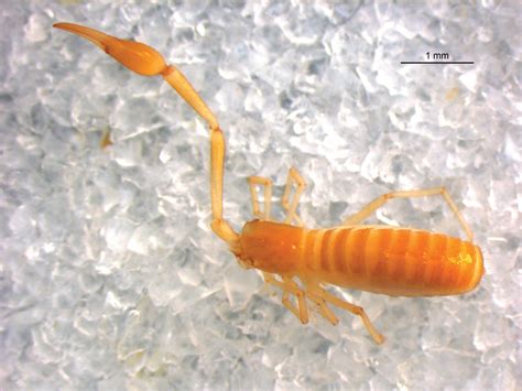 Sciency Thoughts Two New Species Of Pseudoscorpion From China