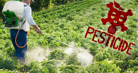 pesticides  cancer  love affair continues