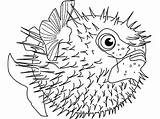 Fish Puffer Coloring Pages Sea Blowfish Squab Detailed Template Spine Himself Defending Colouring Printable Clipart Color Kids Animal Kidsplaycolor Sheets sketch template