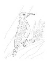 Sunbird Designlooter Throated sketch template