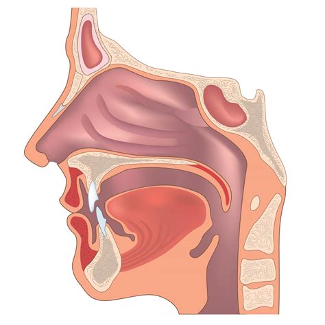 anatomy   nose  throat human organ structure medical sign  vector art  vecteezy