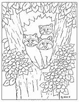 Raccoon Raccoons Adron sketch template