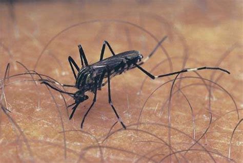aedes mosquito genus britannicacom