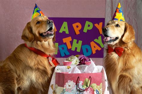 dogs happy birthday cute bday wishes  dogs puppies
