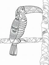 Toucan Volwassenen Adulti Vettore Tucano Adultes Vecteur Bestcoloringpagesforkids Toekan Kleuren Ramo Uccello sketch template