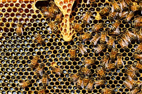 bees  honey  complicated texas standard