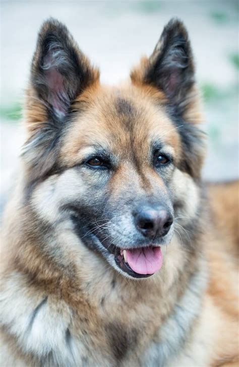 German Shepherd Husky Mix Temperament Care Guide And Facts All