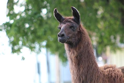 guard llama settles   agricultural experiment station