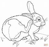 Conejo Desierto Colorare Deserto Animali Disegni Cottontail Malvorlagen Hare Ausmalbilder Hasen Printable Hasenbilder Conejos Cute Rabbits sketch template