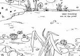 Pond Scene Colouring Some Creatures Add Minibeast Pages Minibeasts sketch template
