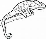 Lizard Coloring Pages Reptiles Drawing Outline Chameleon Template Kids Line Gecko Drawings Easy Reptile Printable Lizards Simple Man Color Flying sketch template