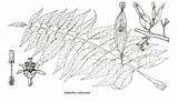 Ailanthus Altissima sketch template