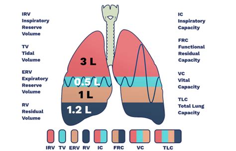 Lung Volumes Labster