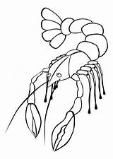 Krebs Langosta Kreeft Colorare Malvorlage Aragosta Kleurplaat Homard Crawfish Coloring Crayfish Grote sketch template