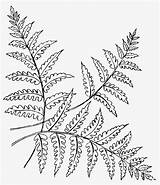 Fern Coloring Pages Embroidery Pattern Leaf Patterns Leaves Template Color Print Tree Tutorials Colouring Advanced Ferns Etsy Printable Adult Repinned sketch template