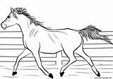 Horse Coloring Pages Printable Arab Print sketch template