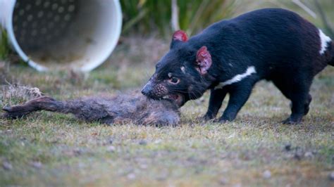 tasmanian devils specialist eaters   develop food