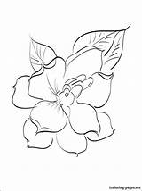 Gardenia Coloring Drawing 750px 19kb Getdrawings sketch template