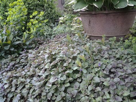 pin van de oener kijktuin op paarse vaste planten schaduwplanten tuinplanten tuin