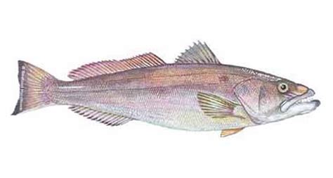 Chilean Sea Bass Nutritional Facts Besto Blog