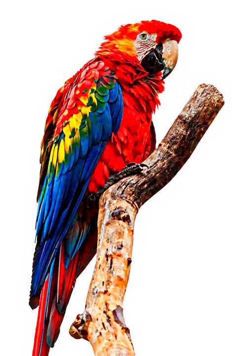 parrot painting  stock photo public domain pictures