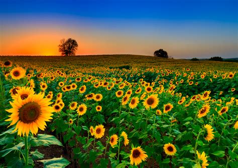 sunflower fields    full bloom