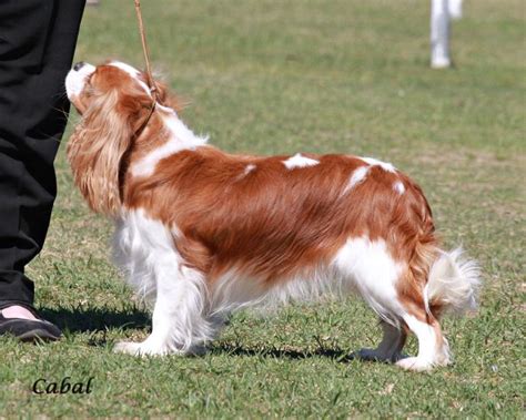 Ch Elvenhome Tender Kisses Ofcavalierlove Owned By Sue Donahue