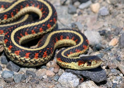 garter snake habitat diet facts britannica