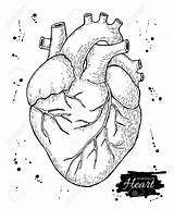 Heart Drawing Human Anatomical Sketch Realistic Real Simple Anatomy Drawn Detailed Draw Outline Drawings Getdrawings Paintingvalley Illustration Collection Sketches sketch template
