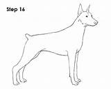 Draw Doberman Pinscher Dog Step sketch template