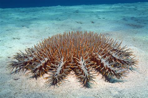 crown  thorns starfish facts