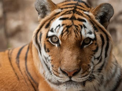 Tiger Genome Sequenced Shows Big Cats Evolved To Kill