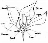 Section Flower Cross Drawing Stamen Parts Sepal Petal Types Labelled Stigma Biology Flowering Plant Plants Ovary Csiro Au Flowers Style sketch template
